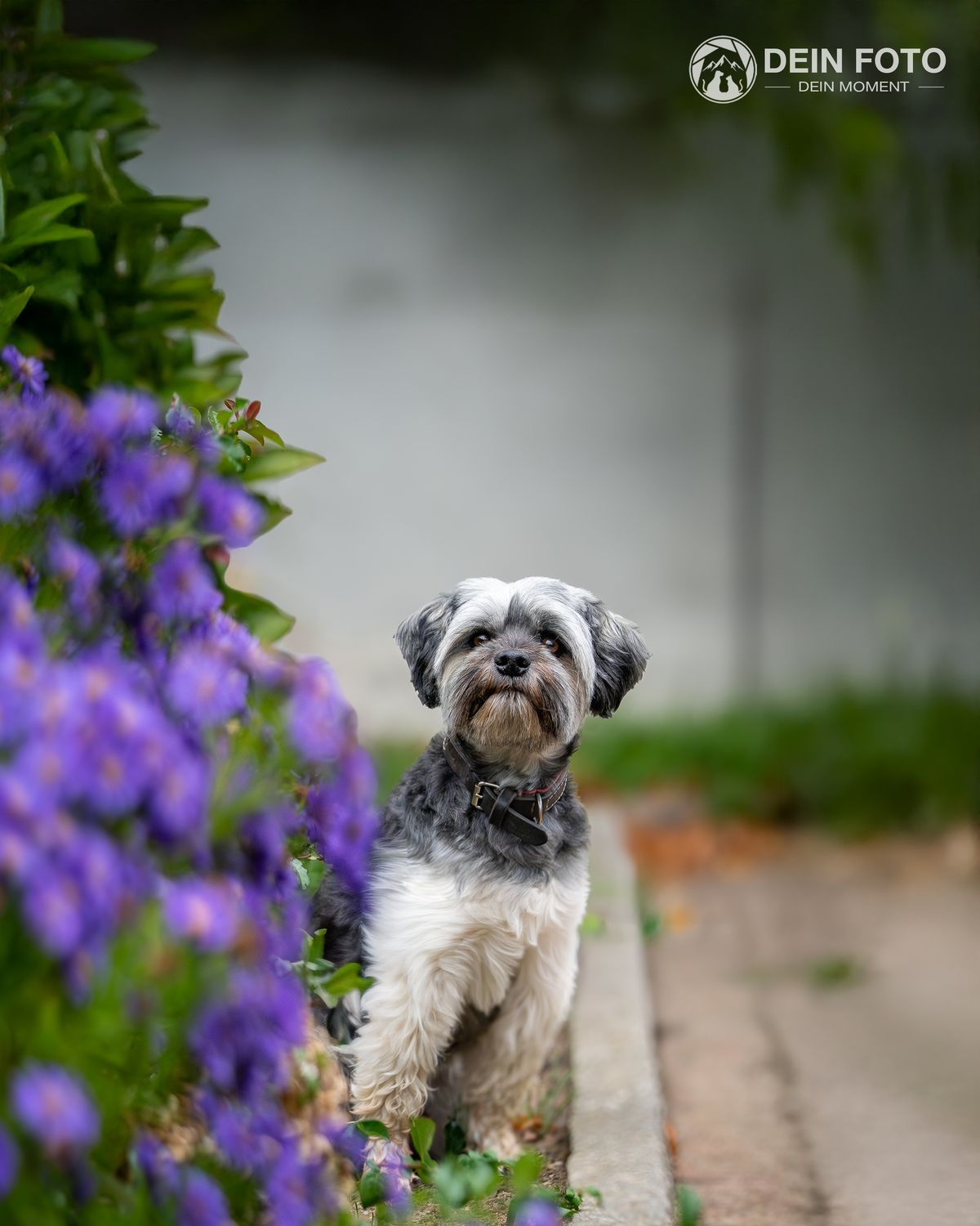 Doodle-Mix - portrait Fotografie