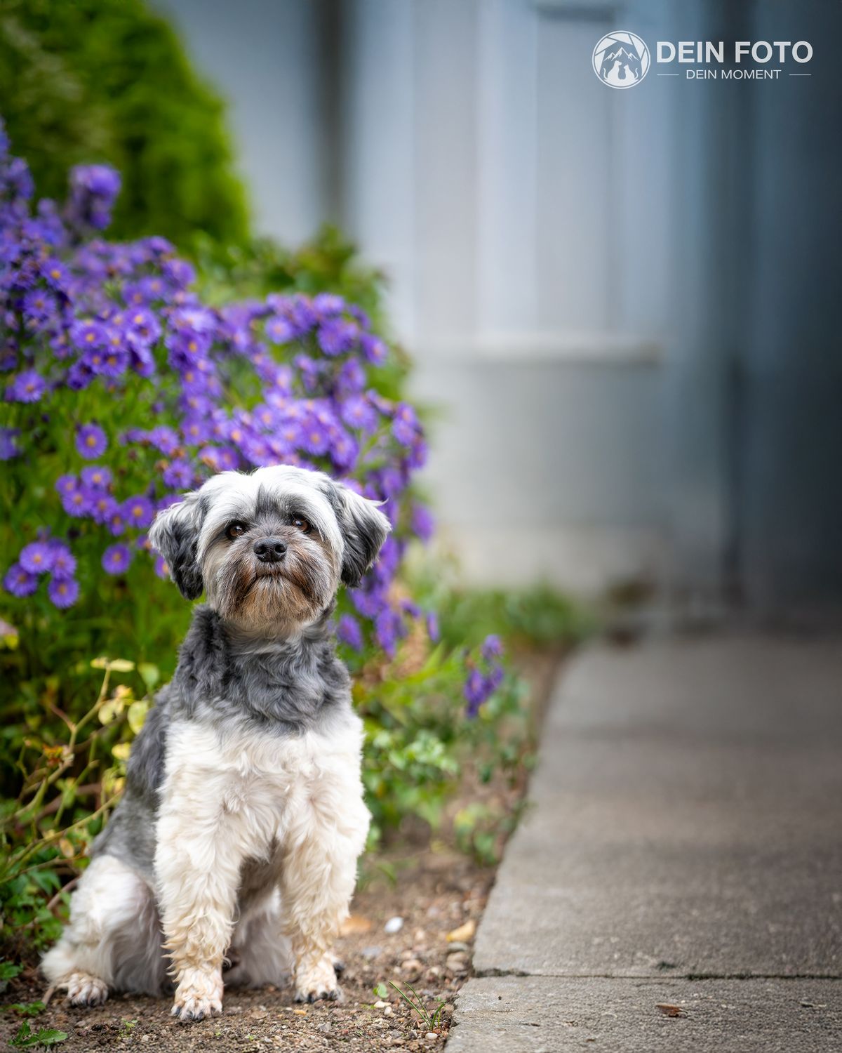 Doodle-Mix - outdoor Fotografie