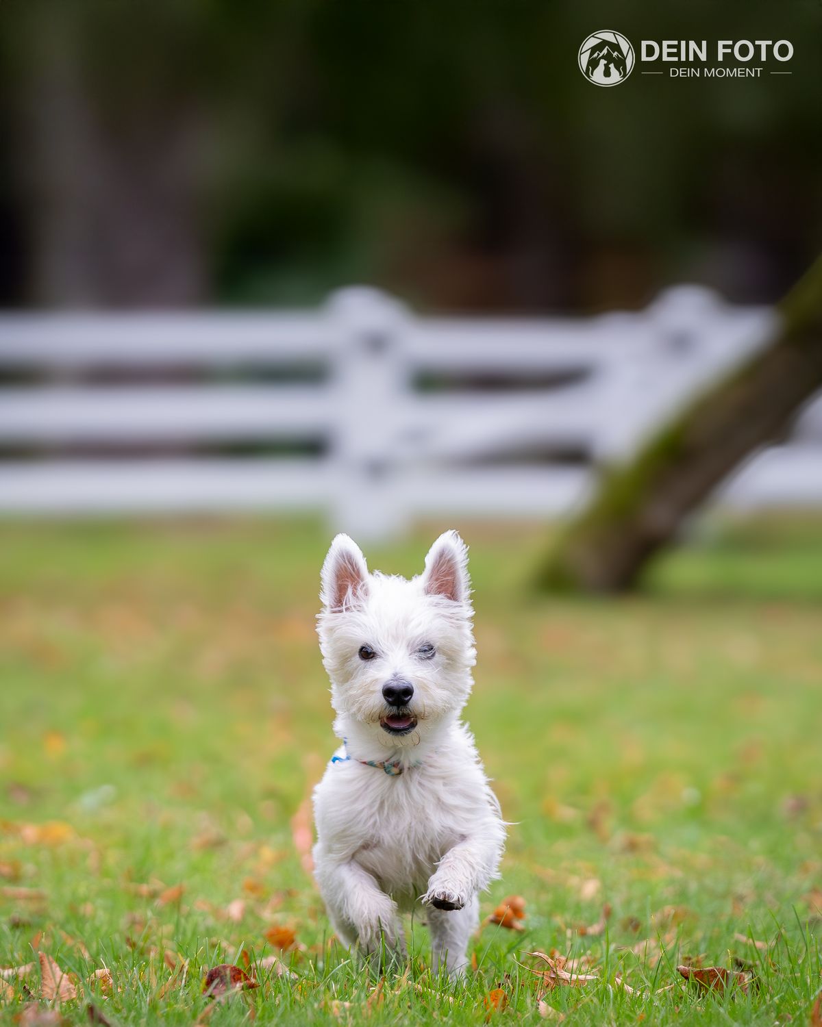 Doodle-Mix - outdoor Fotografie