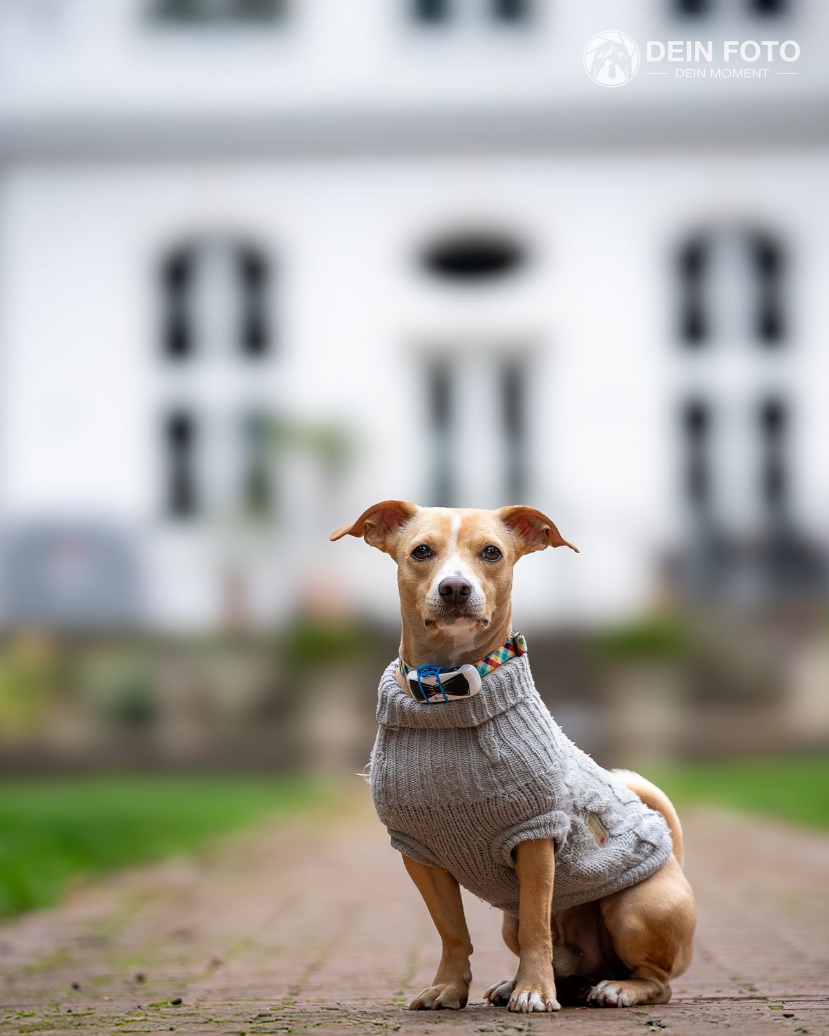 AmStaff-Mix - outdoor Fotografie