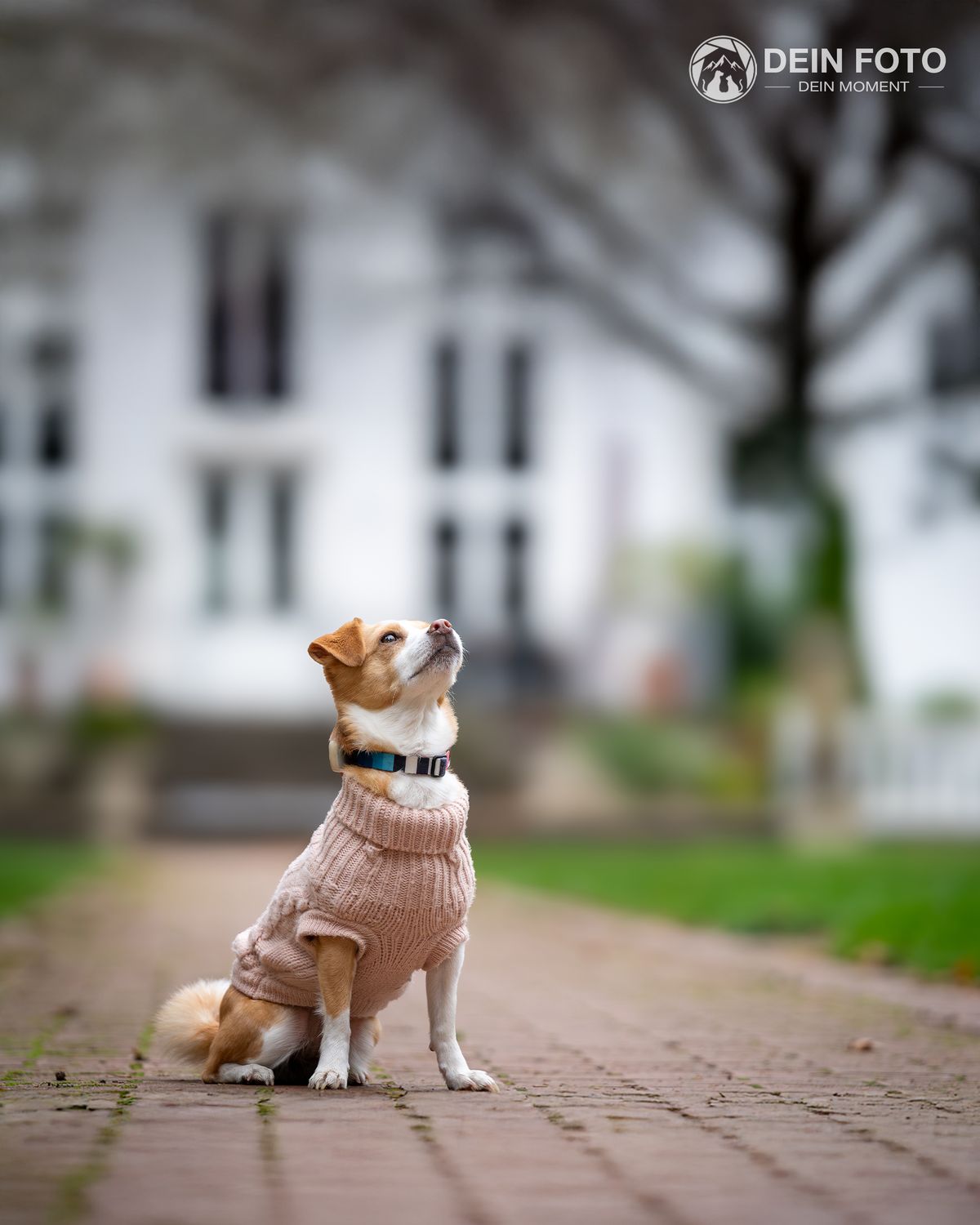 AmStaff-Mix - portrait Fotografie