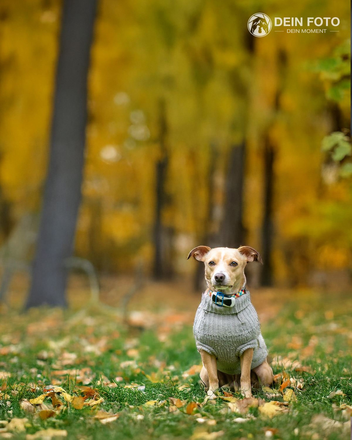 AmStaff-Mix - outdoor Fotografie