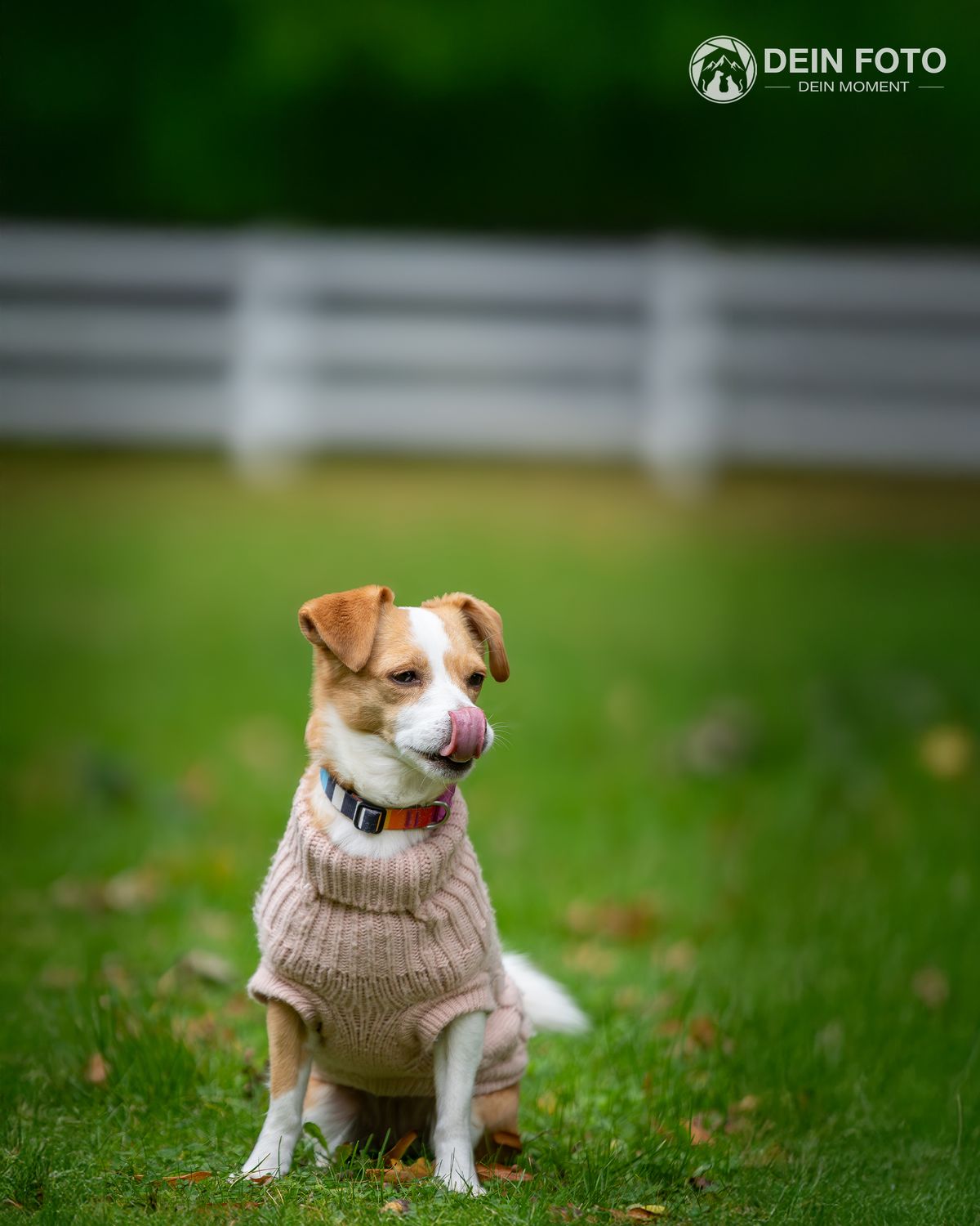 AmStaff-Mix - portrait Fotografie