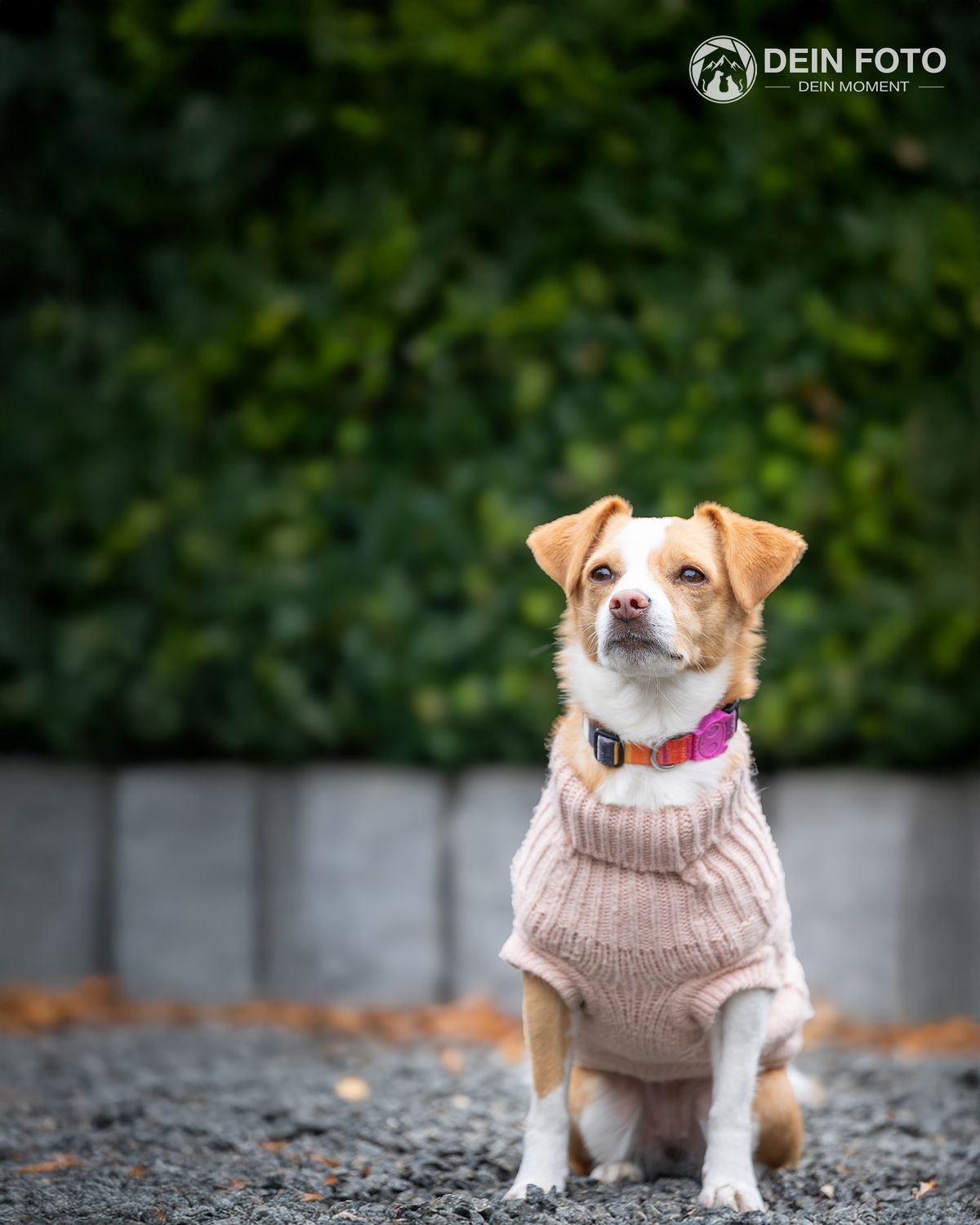 AmStaff-Mix - portrait Fotografie