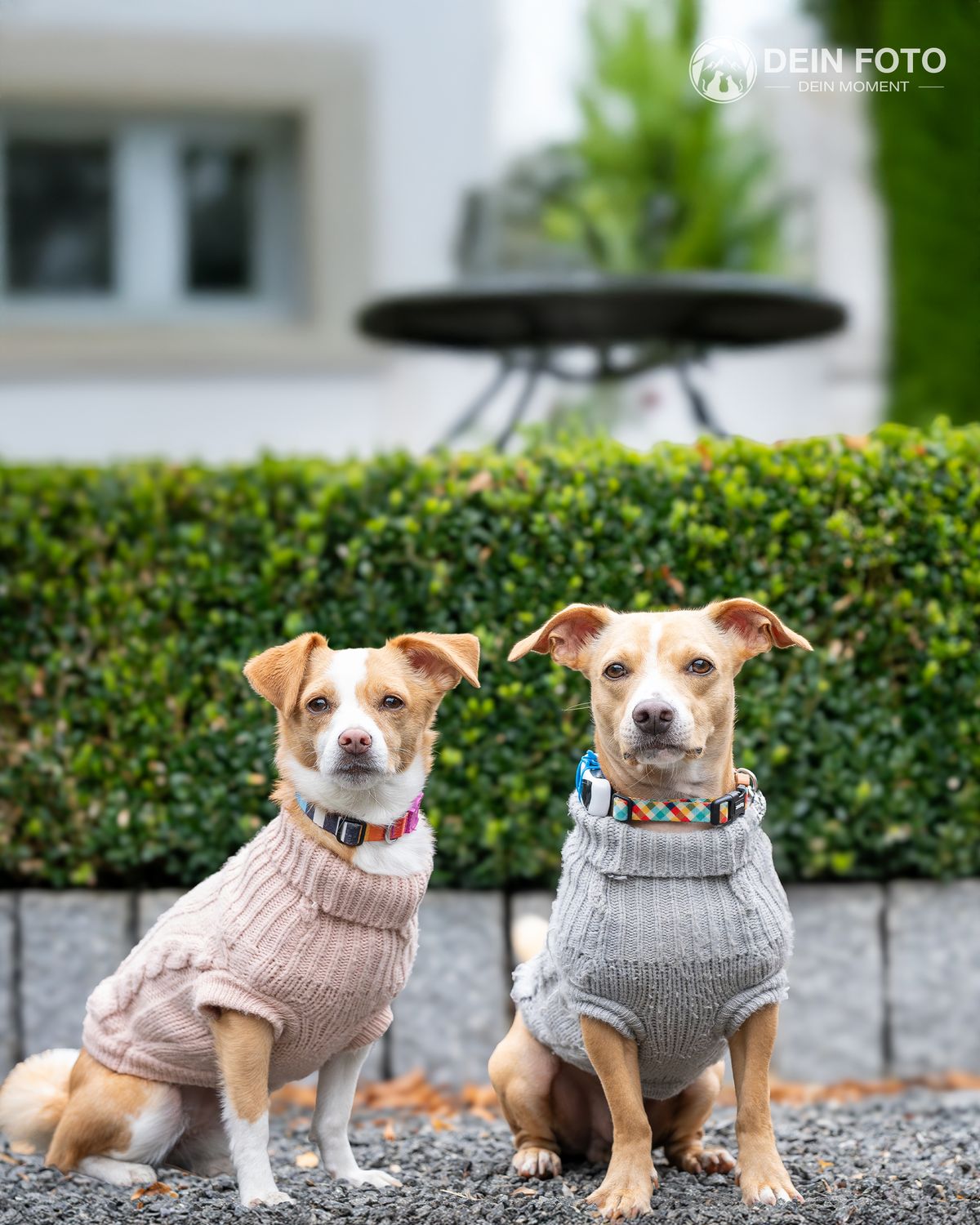 AmStaff-Mix - outdoor Fotografie