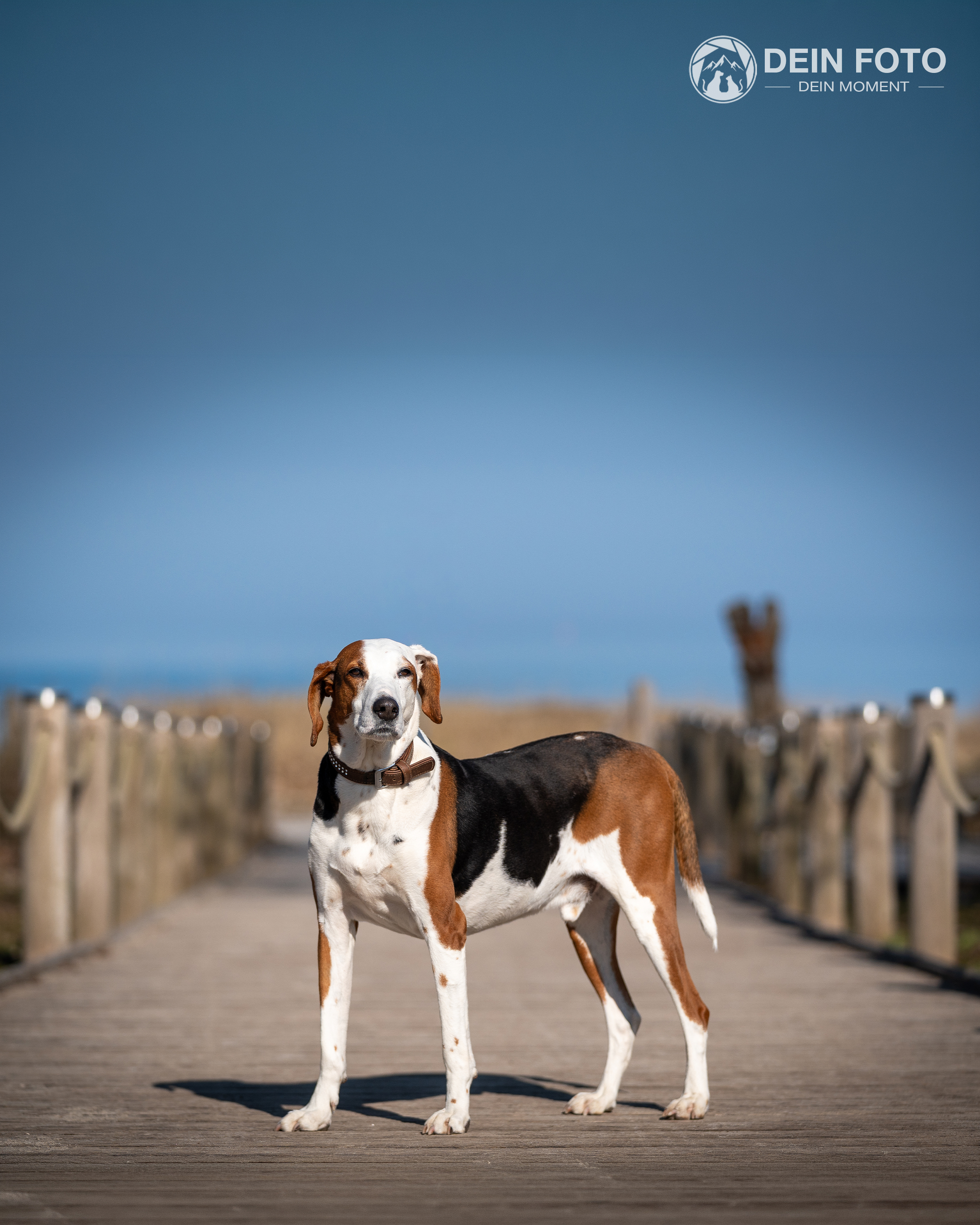 Foxhound - portrait Fotografie