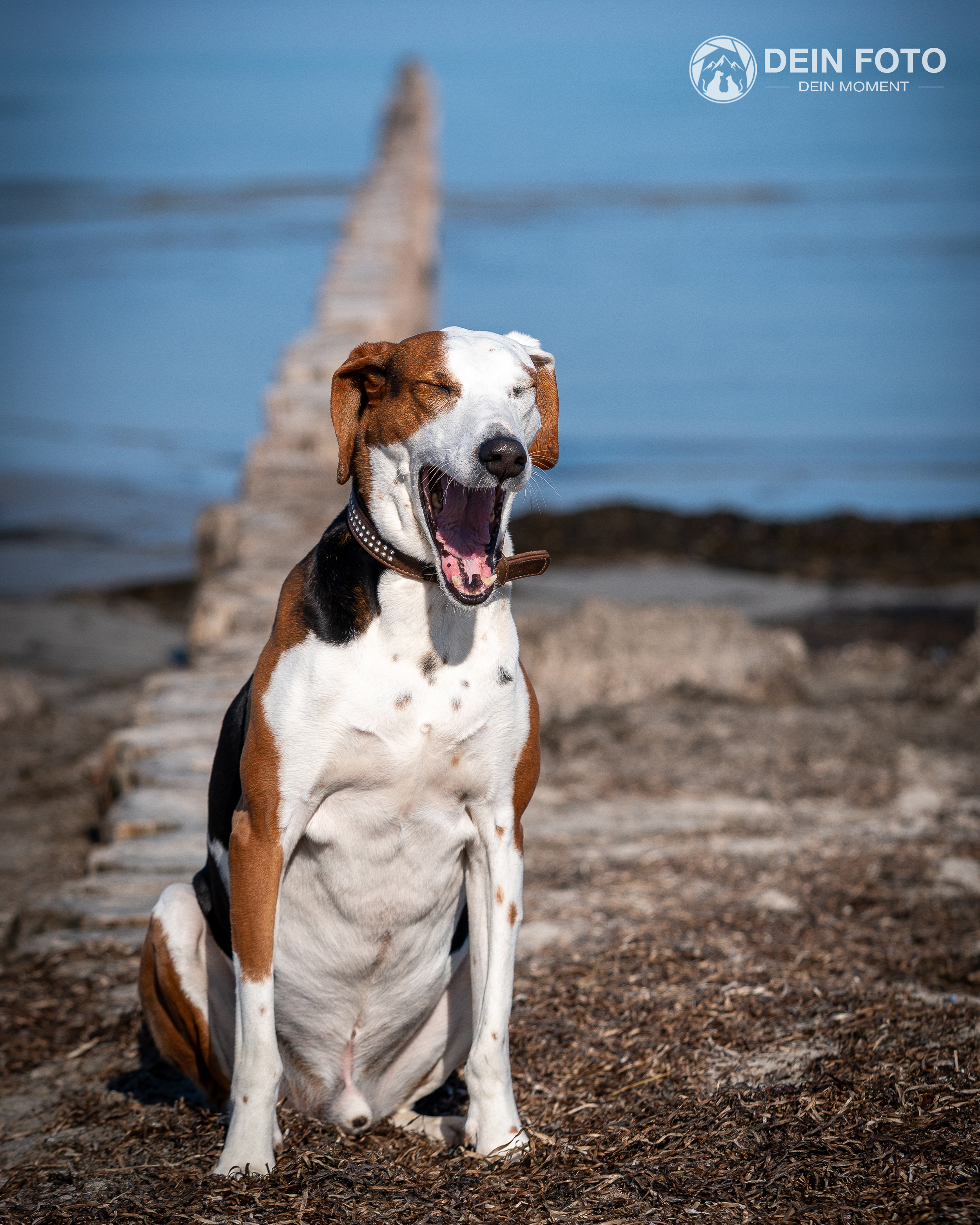 Foxhound - portrait Fotografie