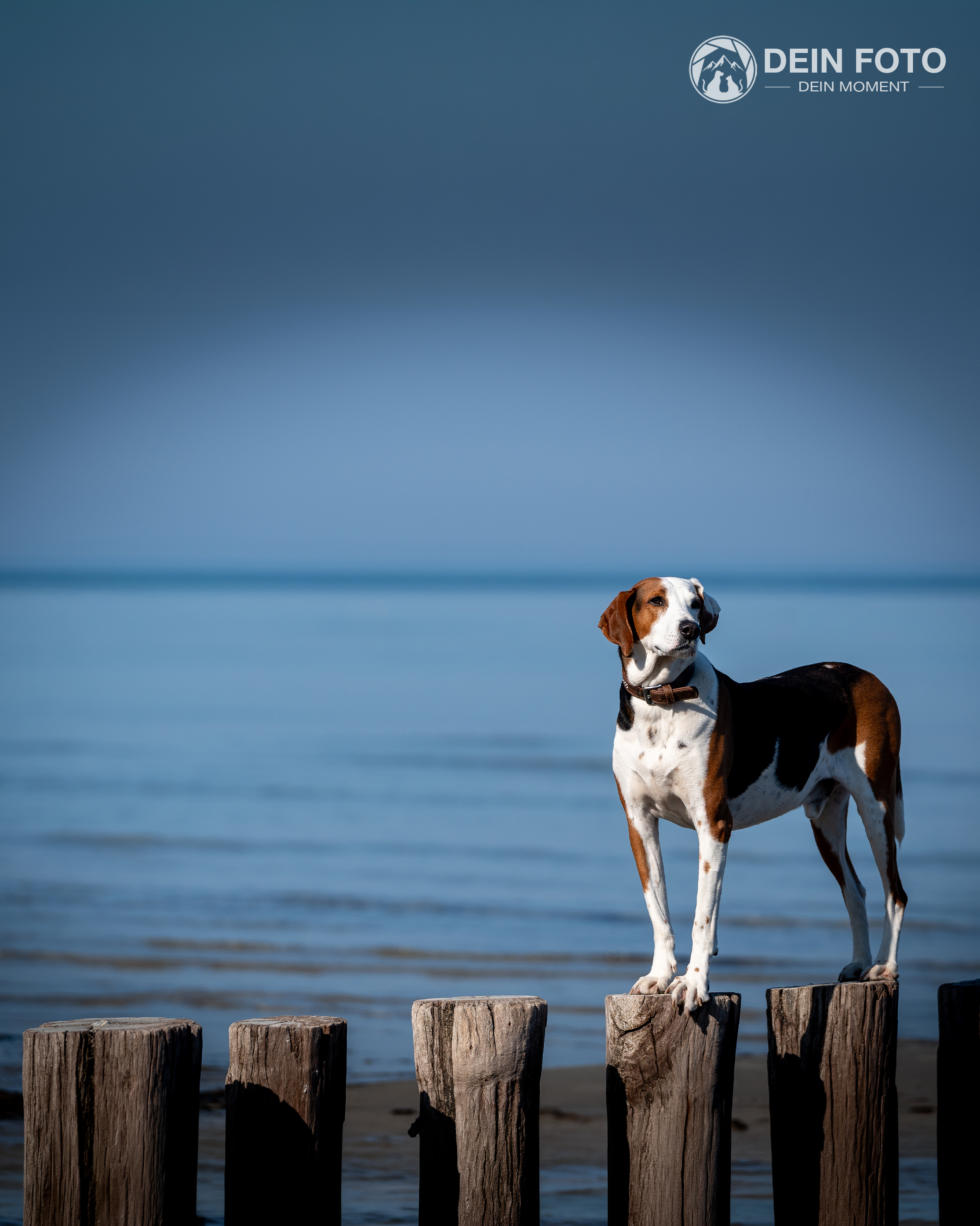 Bracke - outdoor Fotografie