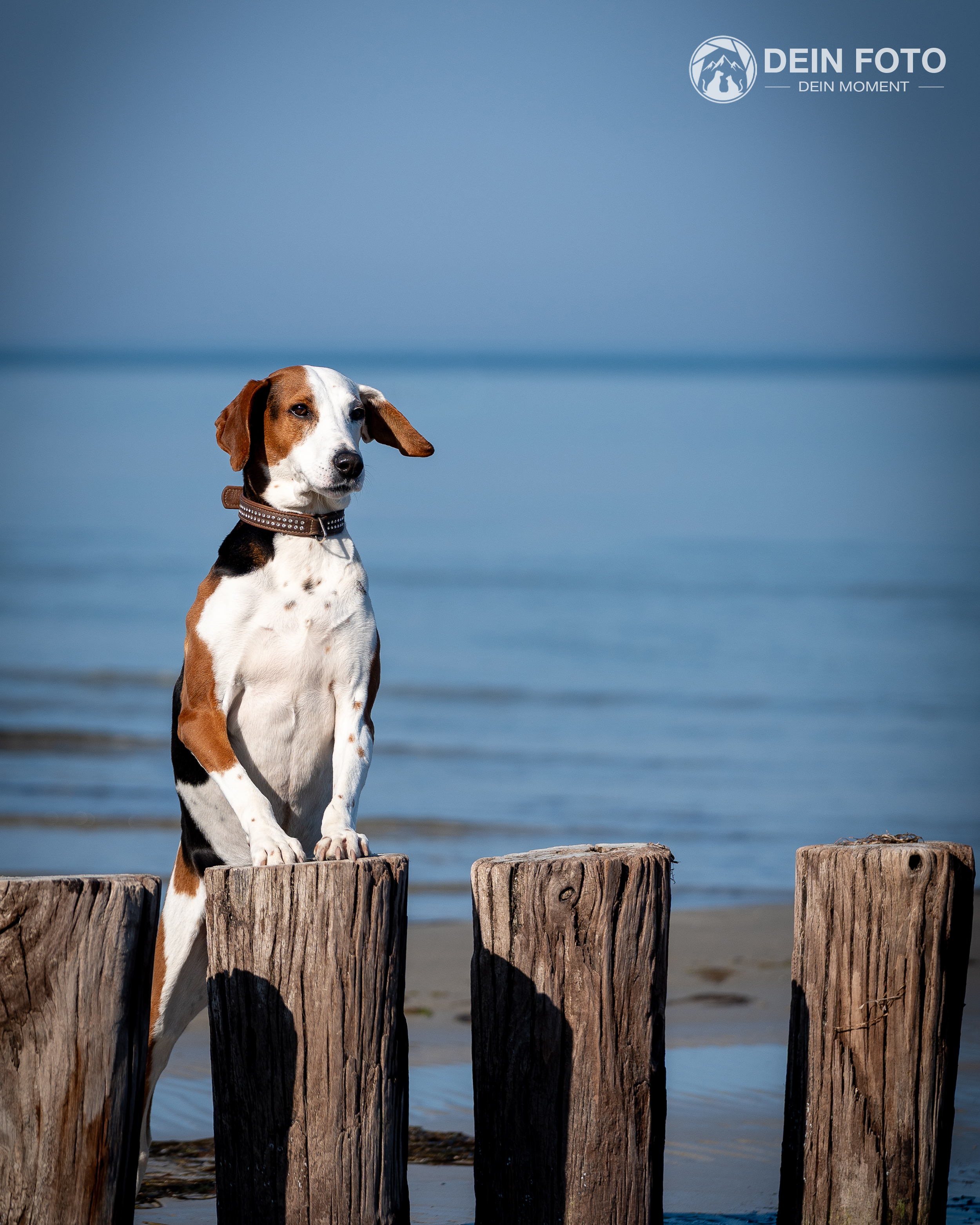 Bracke - outdoor Fotografie