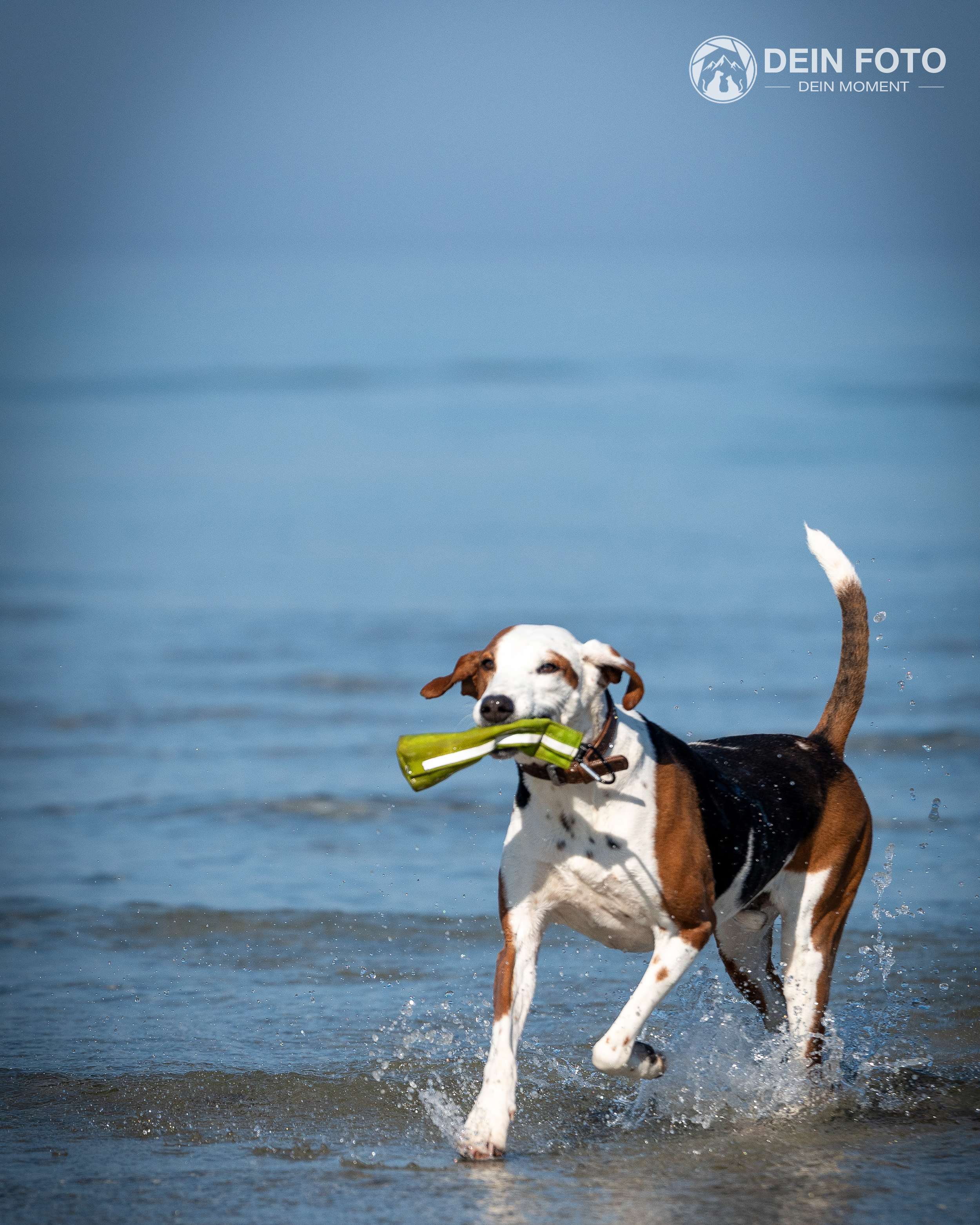 Foxhound - action Fotografie