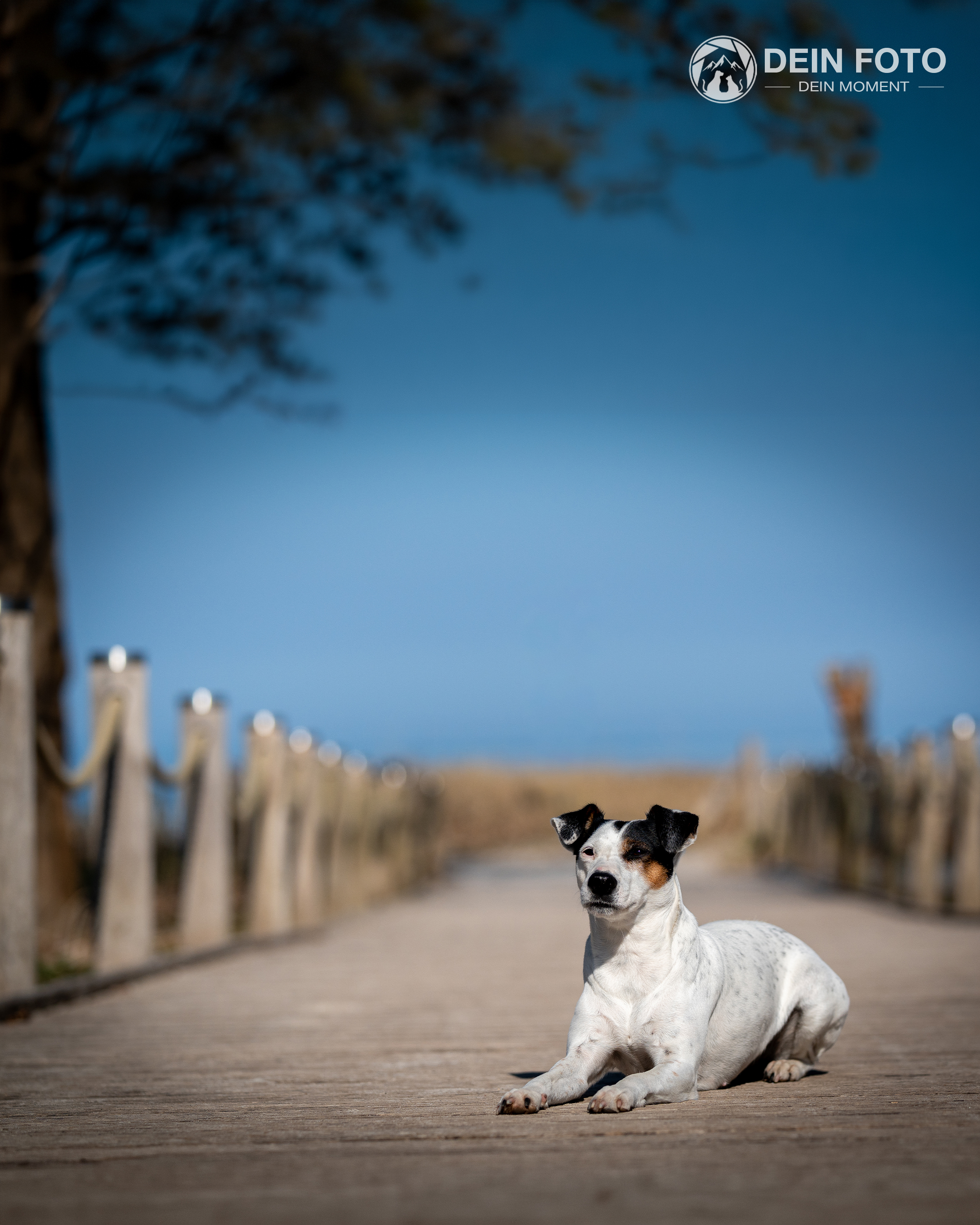 Jack-Russell-Terrier - outdoor Fotografie