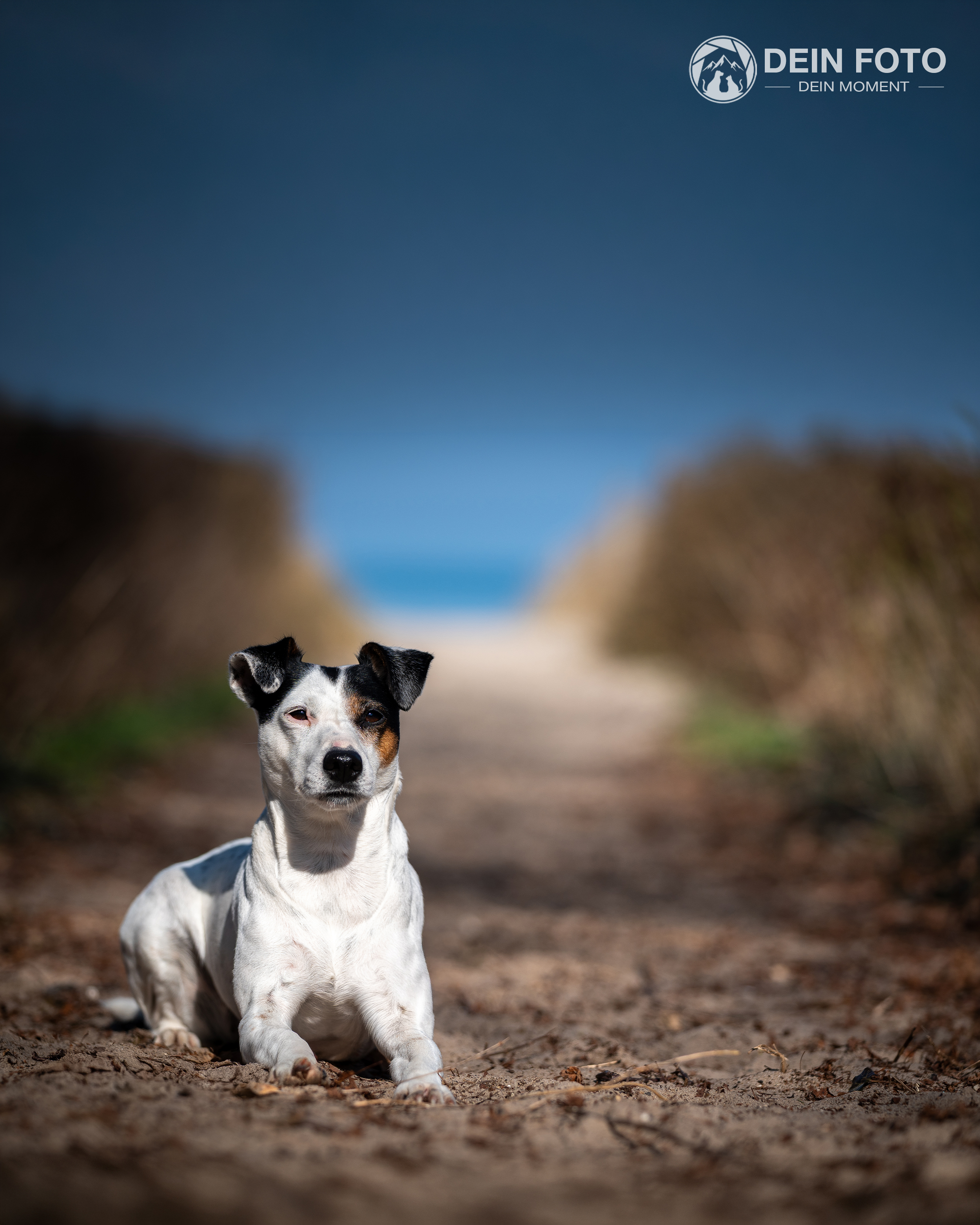 Jack-Russell-Terrier - portrait Fotografie