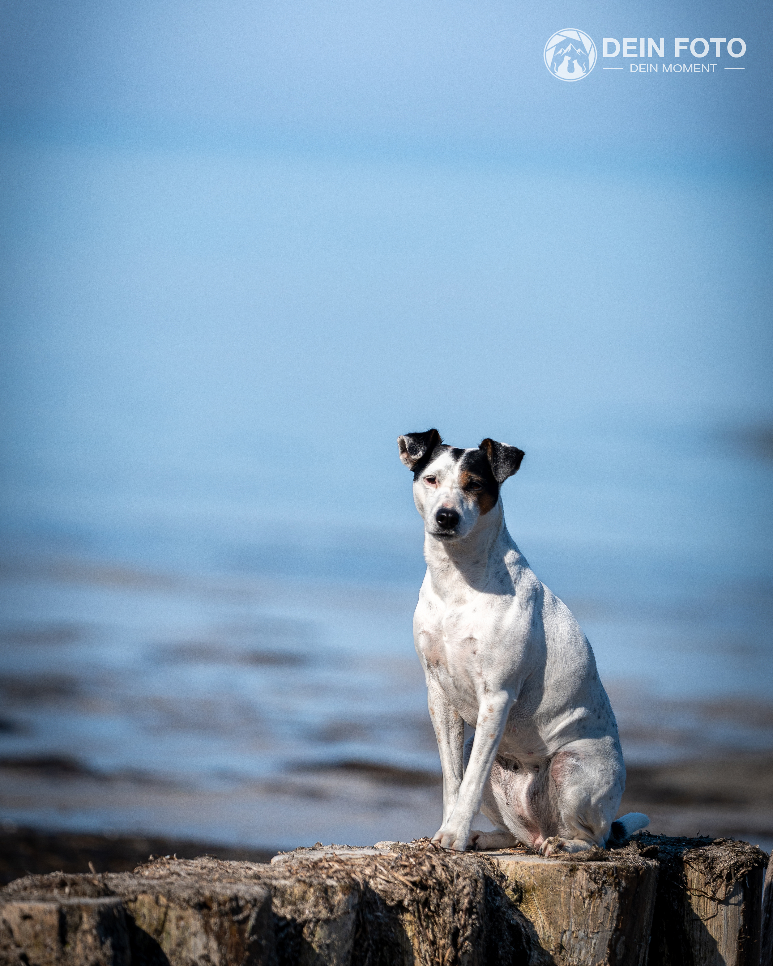 Jack-Russell-Terrier - portrait Fotografie