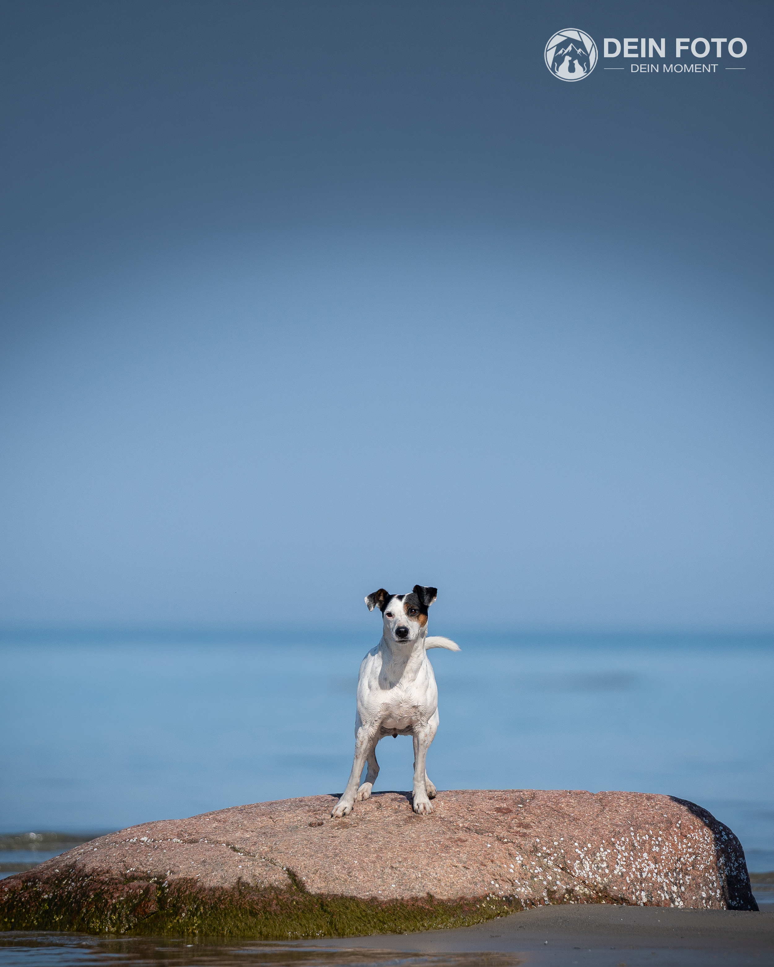 Jack-Russell-Terrier - outdoor Fotografie