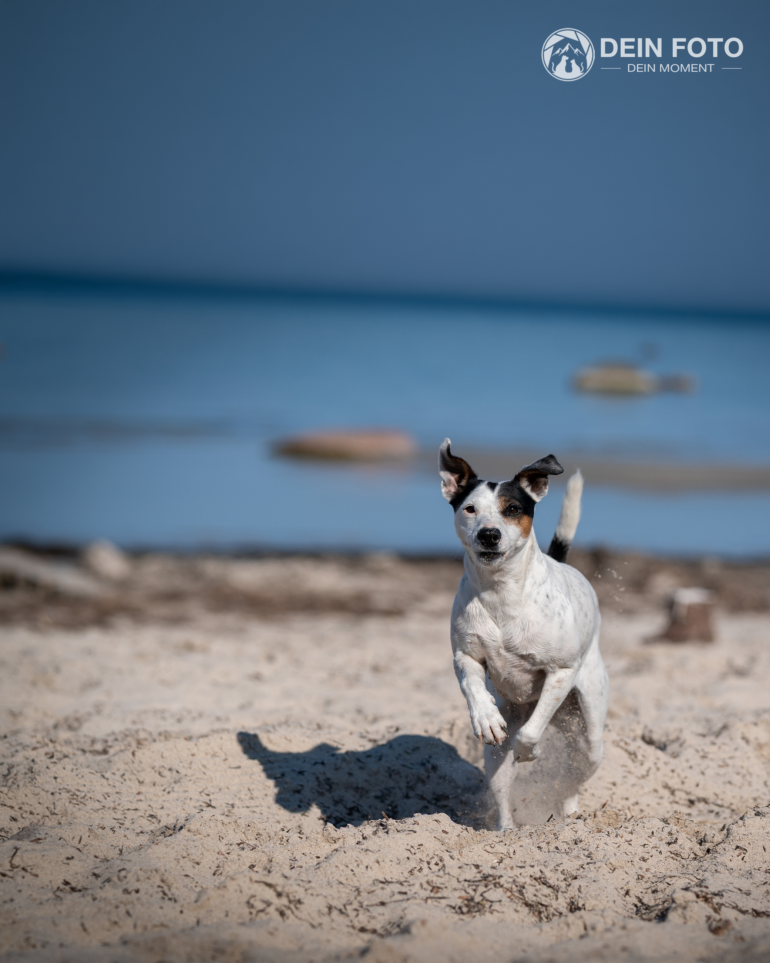 Jack-Russell-Terrier - action Fotografie
