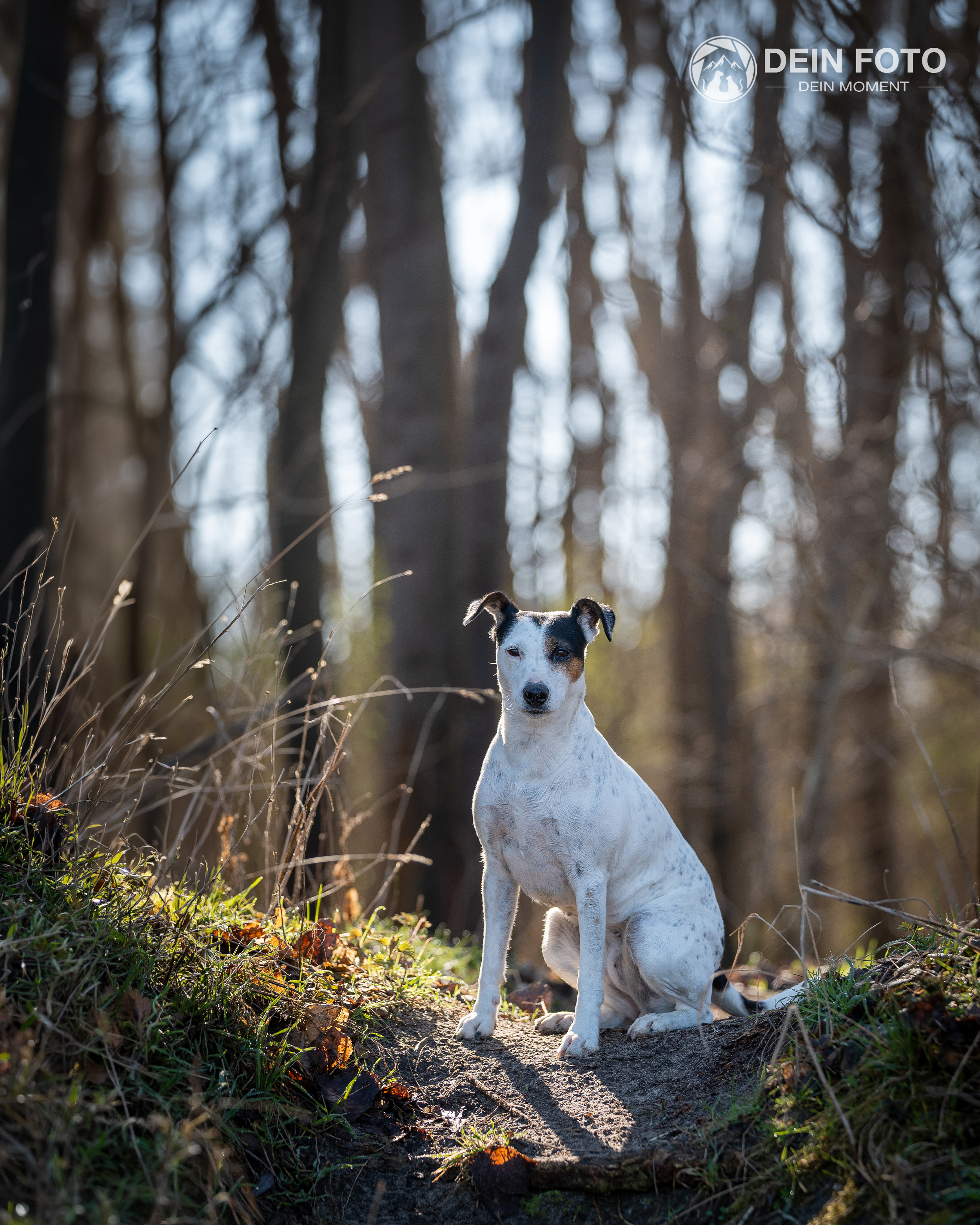 Jack-Russell-Terrier - portrait Fotografie