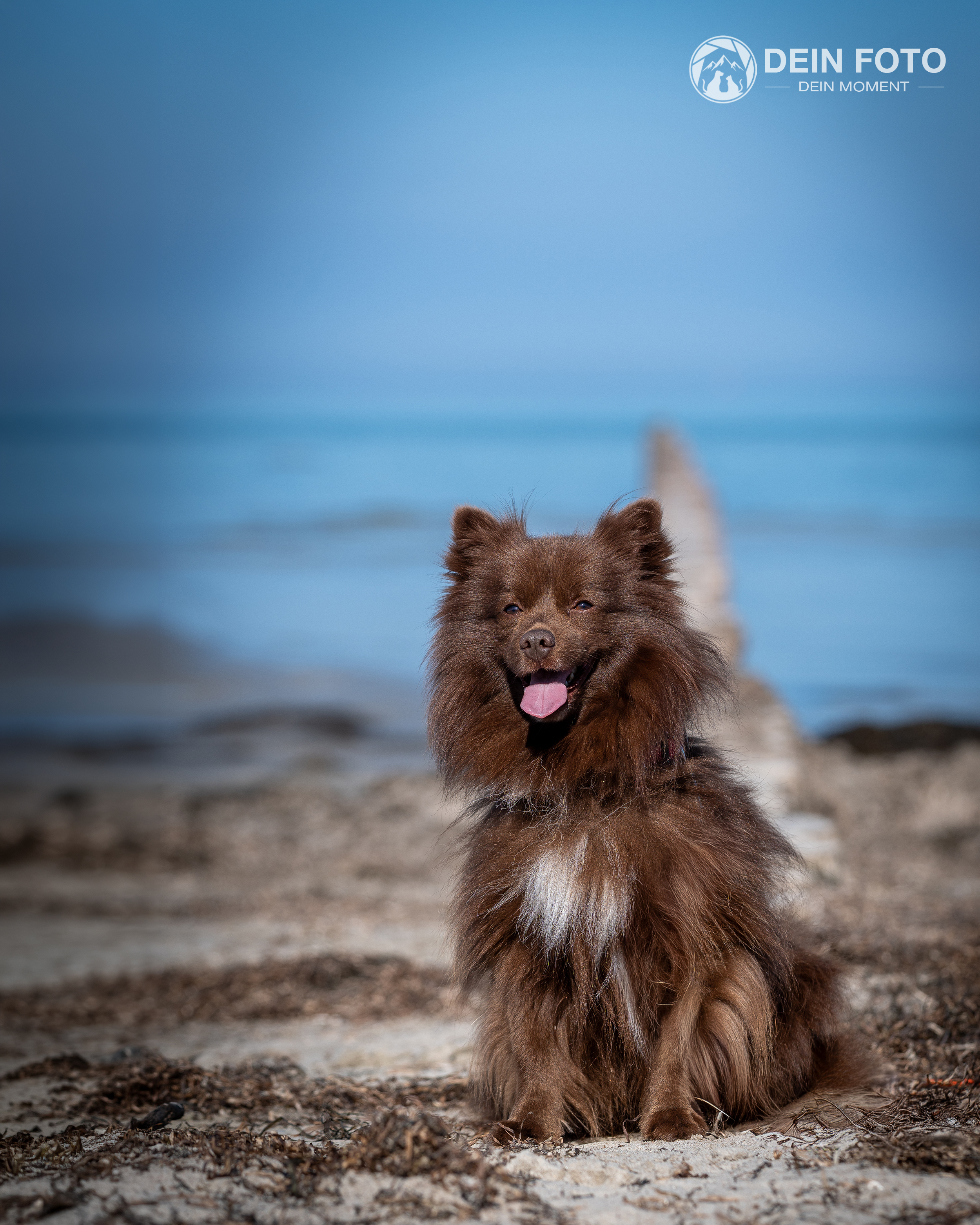 Spitz - outdoor Fotografie