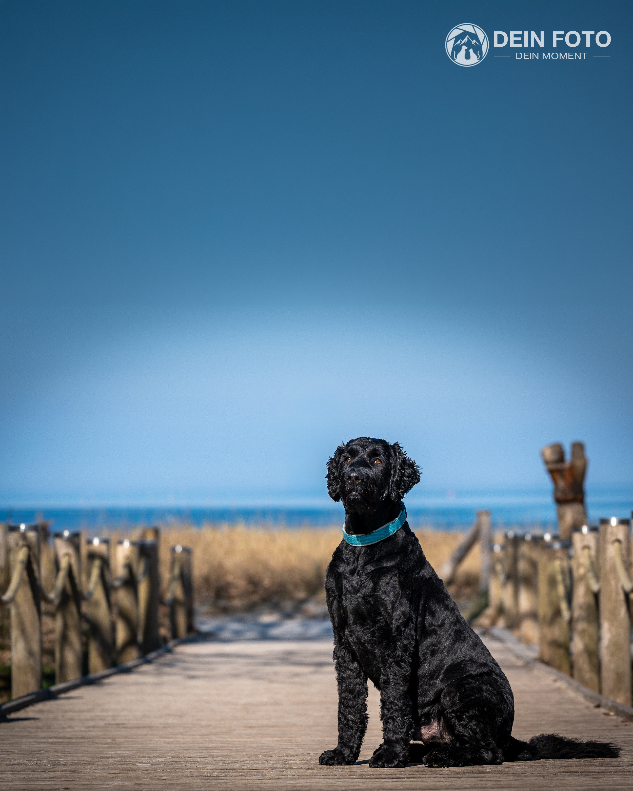 Portugiesischer-Wasserhund - outdoor Fotografie