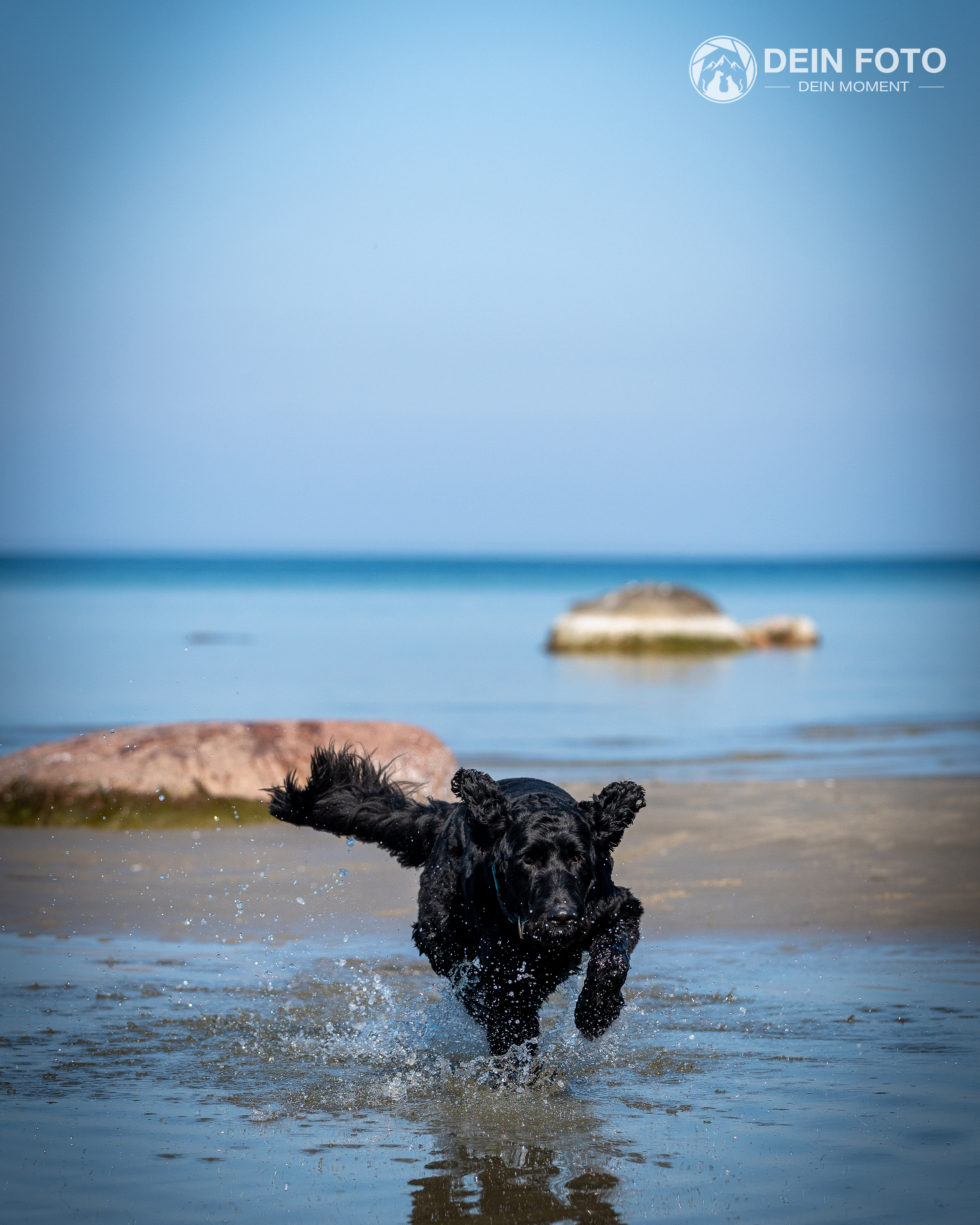 Cocker-Spaniel - action Fotografie