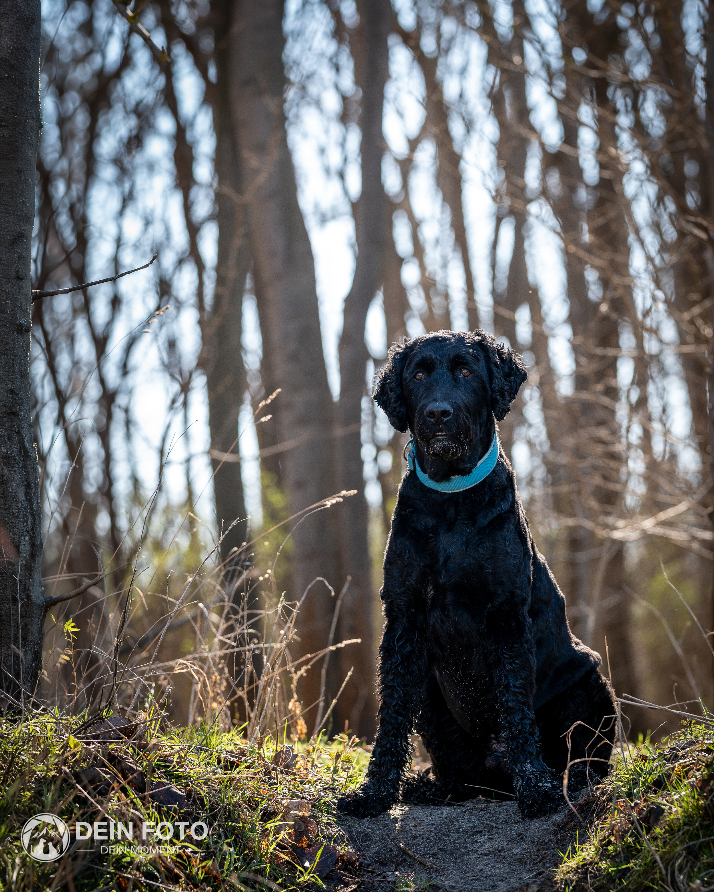 Flat-Coated-Retriever - portrait Fotografie
