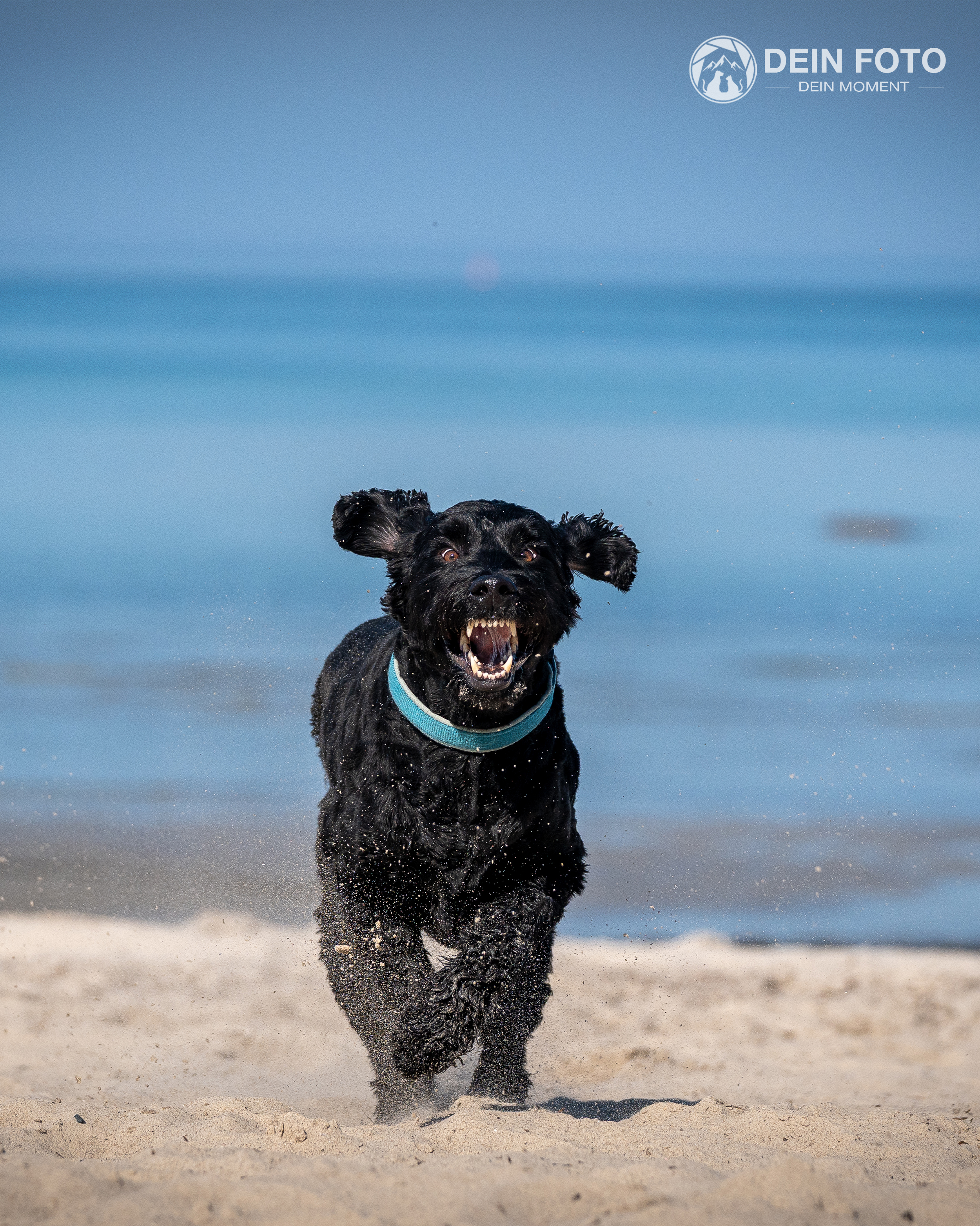 Hund - action Fotografie