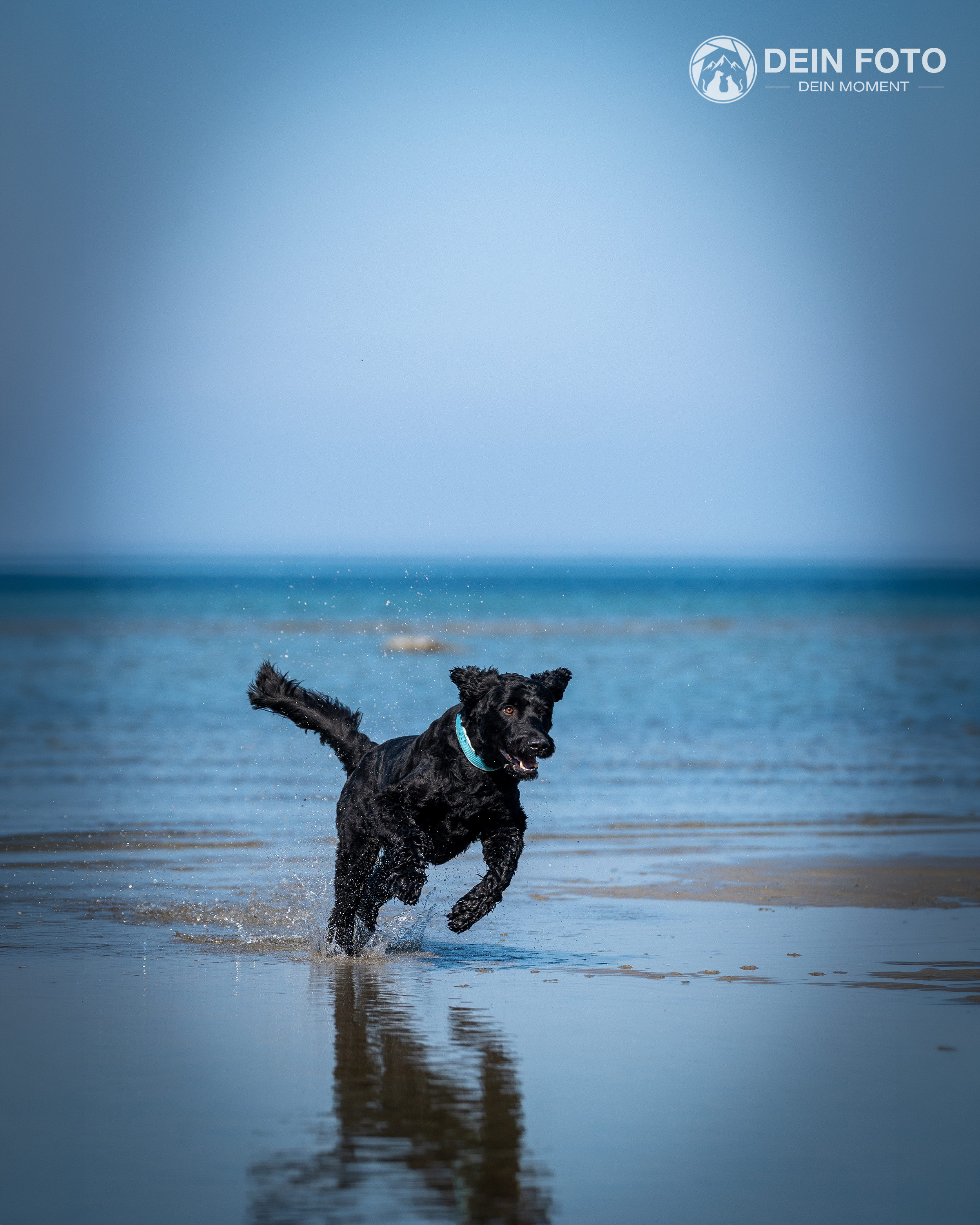 Flat-Coated-Retriever - action Fotografie